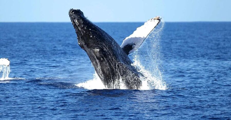 Oahu: Waikiki Whale Watching Cruise - A comfortable catamaran for a two-hour outing