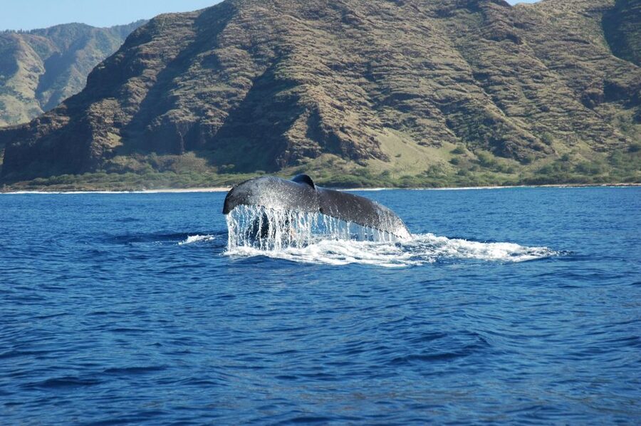 Oahu: Waikiki Whale Watching Tour-Donut and Coffee Included - Setting out from Kewalo Basin Harbor
