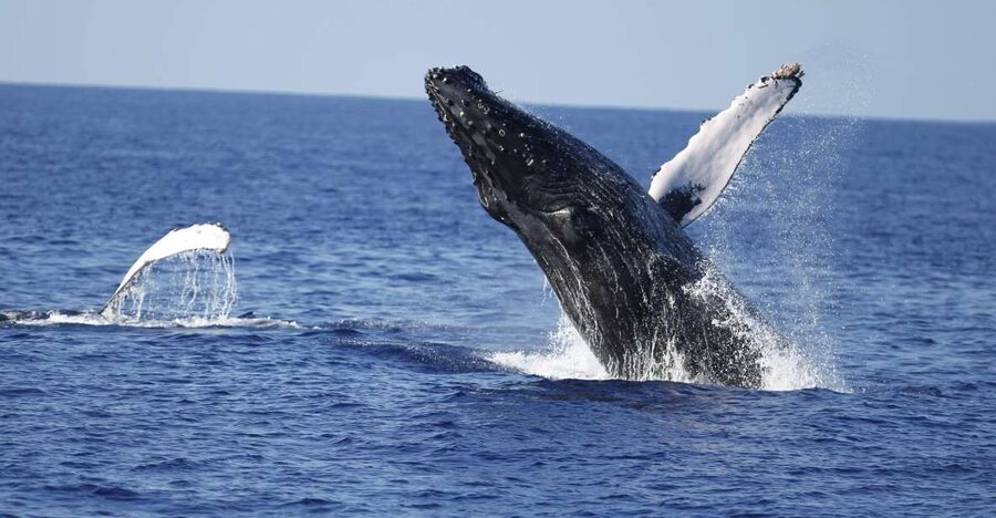 Oahu: Waikiki Whale Watching Tour-Donut and Coffee Included - Coffee, poi mochi, and a practical morning start