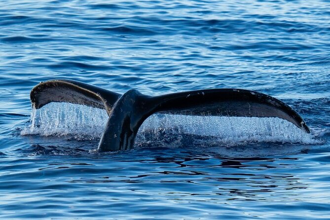 Oahu Whale Watch Tour & Waikiki Sunset Boat Tour - Leaving Kewalo Basin for the Open Water