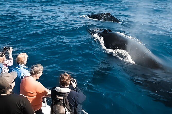 Oahu Whale Watch Tour & Waikiki Sunset Boat Tour - Choosing Between Morning and Waikiki Sunset