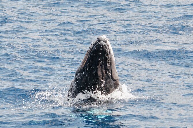 Oahu Whale Watch Tour & Waikiki Sunset Boat Tour - What the Ride Feels Like on Windy Days