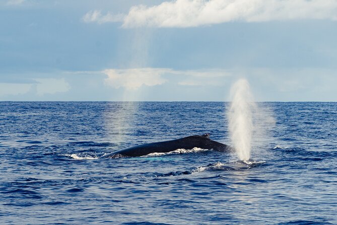 Oahu Whale Watch Tour & Waikiki Sunset Boat Tour - The Crew Makes the Difference
