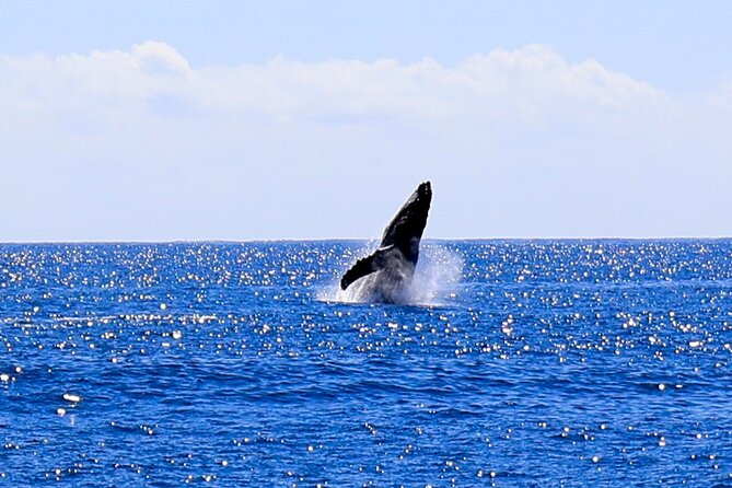 Oahu Whale Watch Tour & Waikiki Sunset Boat Tour - Is the $80 Price Fair?