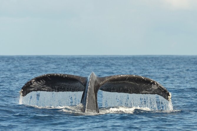 Oahu Whale Watch Tour & Waikiki Sunset Boat Tour - Booking Timing and Cancellation Rules