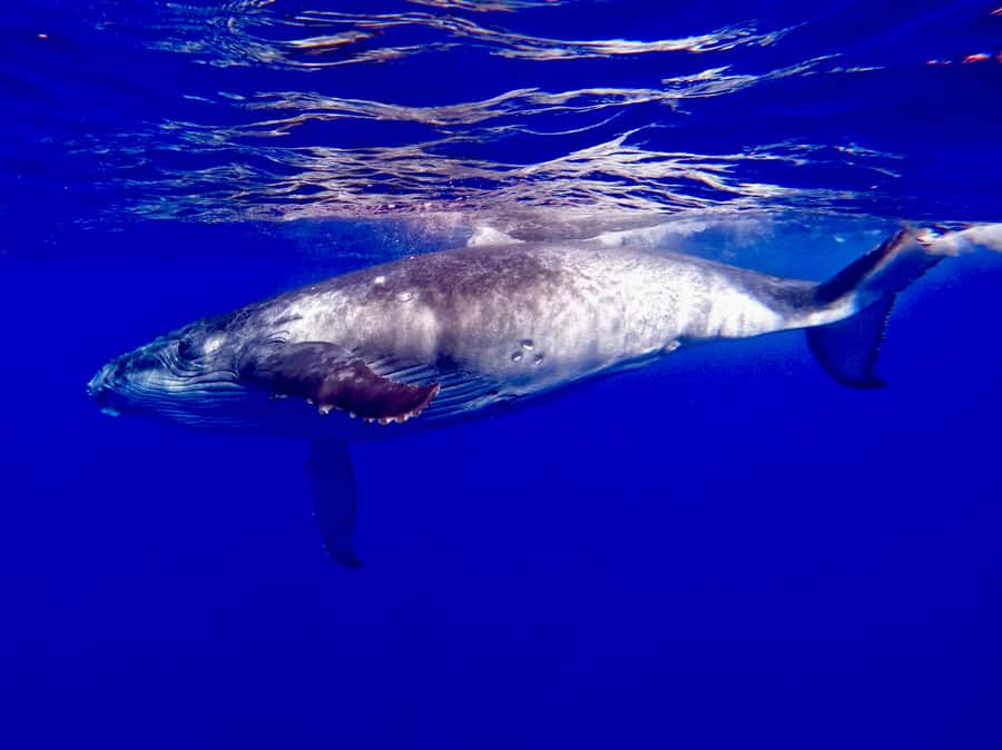 Oahu: Whale Watching Cruise Whales Guaranteed - Key points to know before you book