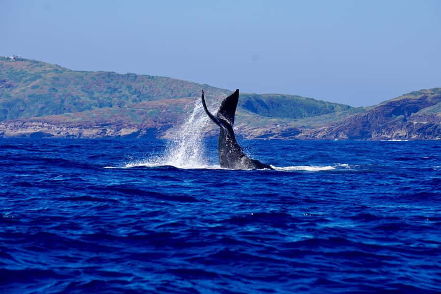 Oahu: Whale Watching Cruise Whales Guaranteed - Why this cruise works best in whale season