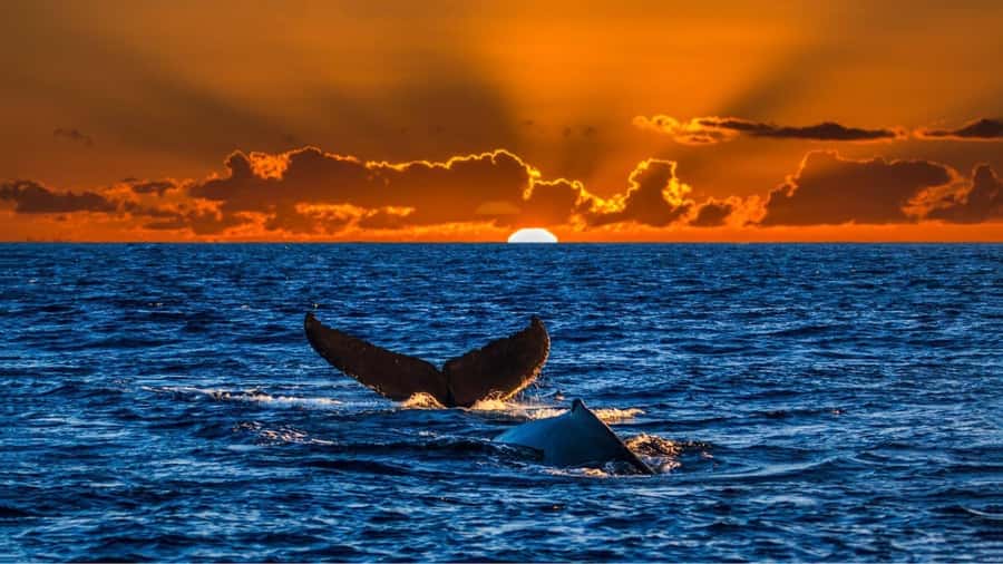 Oahu: Whale Watching Cruise Whales Guaranteed - From Pier B to open water