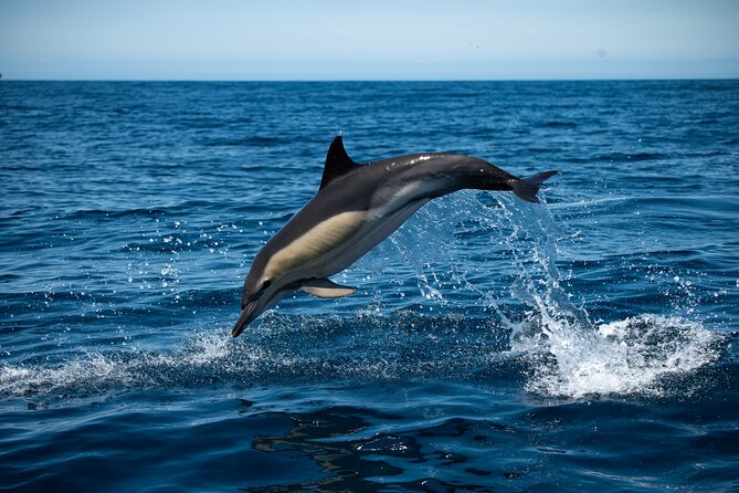 Observation of Dolphins and Whales with Marine Biologist in Arrábida - Setting out from Sesimbra at 10 a.m.