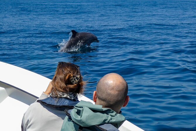 Observation of Dolphins and Whales with Marine Biologist in Arrábida - Watching bottlenose and common dolphins in the wild
