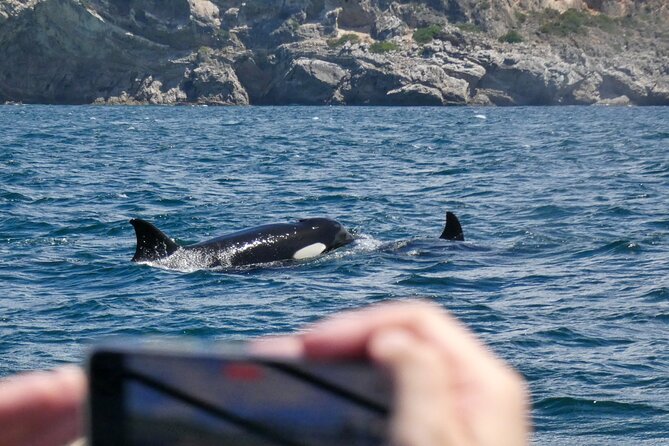 Observation of Dolphins and Whales with Marine Biologist in Arrábida - Is $66.54 a fair price?