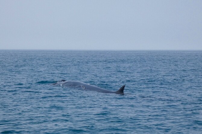 Observation of Dolphins and Whales with Marine Biologist in Arrábida - Who will enjoy this three-hour outing?