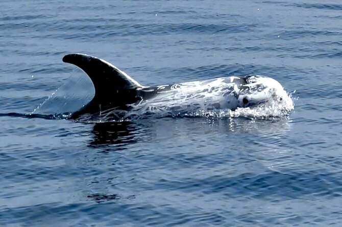 Observation of Dolphins and Whales with Marine Biologist in Arrábida - Booking advice for the best morning