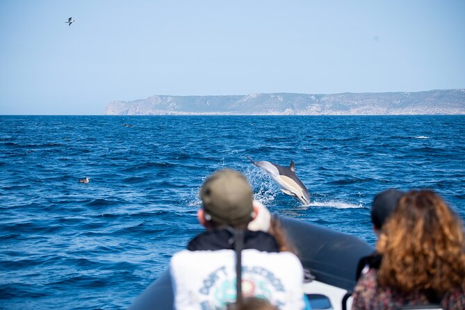 Observation of Dolphins and Whales with Marine Biologist in Arrábida - Should you book Observation of Dolphins and Whales with Marine Biologist in Arrábida?