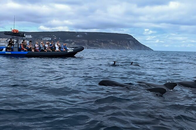 Observation of Dolphins and Whales with Marine Biologist in Arrábida - Seeing caves, cliffs, coves, and wild beaches