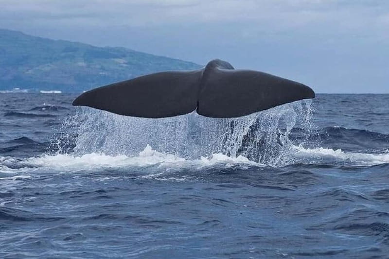 Observation of whales and dolphins in island Pico - Key points to know before you book