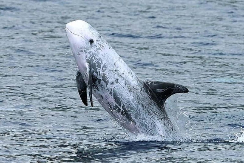 Observation of whales and dolphins in island Pico - What the boat ride feels like
