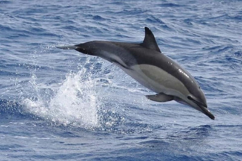 Observation of whales and dolphins in island Pico - How the experience compares with a longer trip