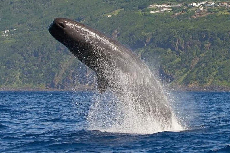 Observation of whales and dolphins in island Pico - Searching for whales and dolphins around Pico