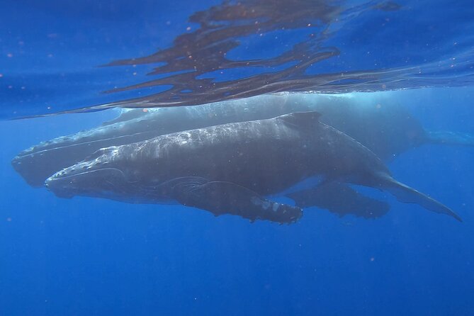 Observe and Swim with Whales in Tahiti - Meeting Tahiti’s humpback whales from a small boat