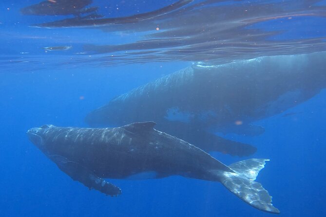 Observe and Swim with Whales in Tahiti - The guides, captain, and rules for a respectful approach