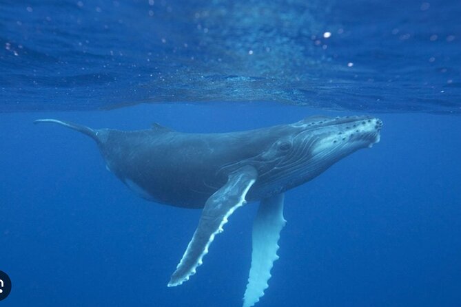 Observe and Swim with Whales in Tahiti - Rough seas, seasickness, and the limits of a three-hour outing