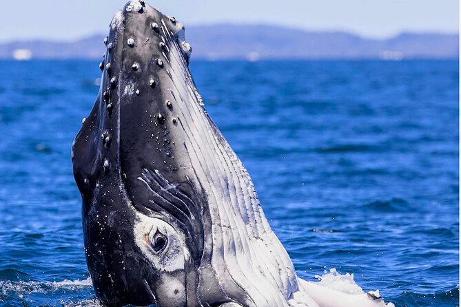 Observe and Swim with Whales in Tahiti - Who will enjoy this experience most?