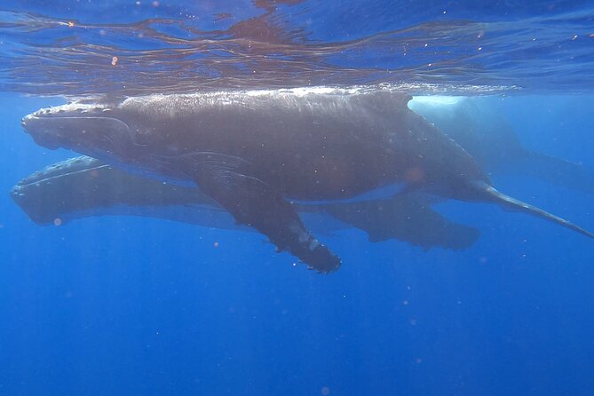 Observe and Swim with Whales in Tahiti - Practical details for your day on the water