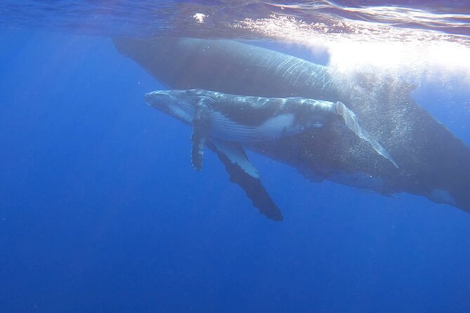 Observe and Swim with Whales in Tahiti - What the whale search can really be like