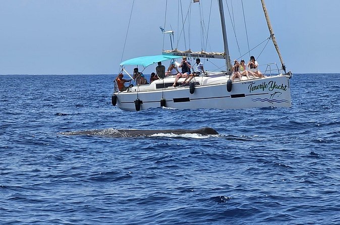 Ocean Pack Tenerife Jet Ski and Yacht Whale Watching - The value of paying $156.07