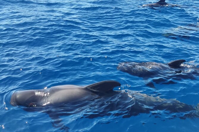 Ocean Pack Tenerife Jet Ski and Yacht Whale Watching - Planning the meeting and activity times