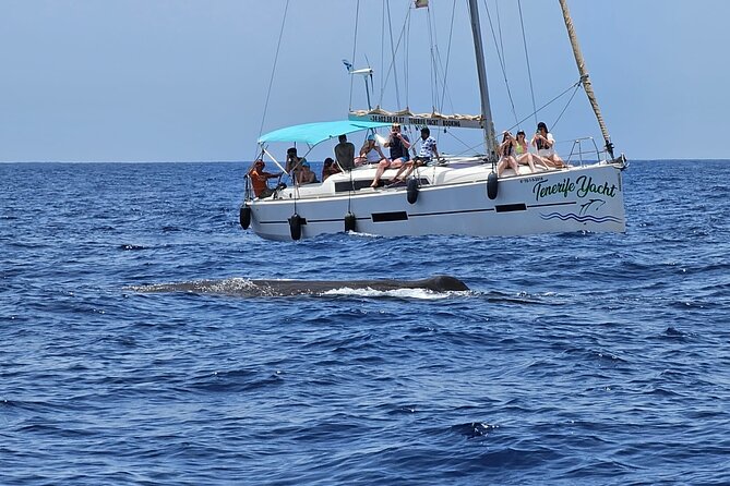 Ocean Pack Tenerife Jet Ski and Yacht Whale Watching - Weather, cancellations, and booking ahead