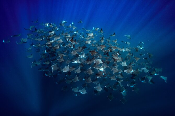 Ocean Safari: Sea Lions, Mobula Rays, Dolphins, Orcas & Whales - Key things to know before you book