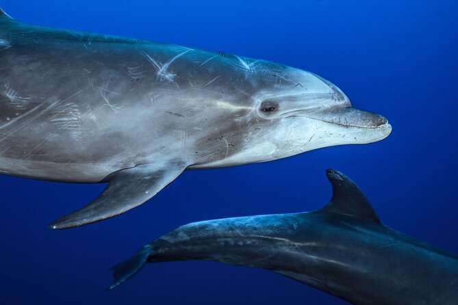 Ocean Safari: Sea Lions, Mobula Rays, Dolphins, Orcas & Whales - Searching for mobula rays in La Ventana