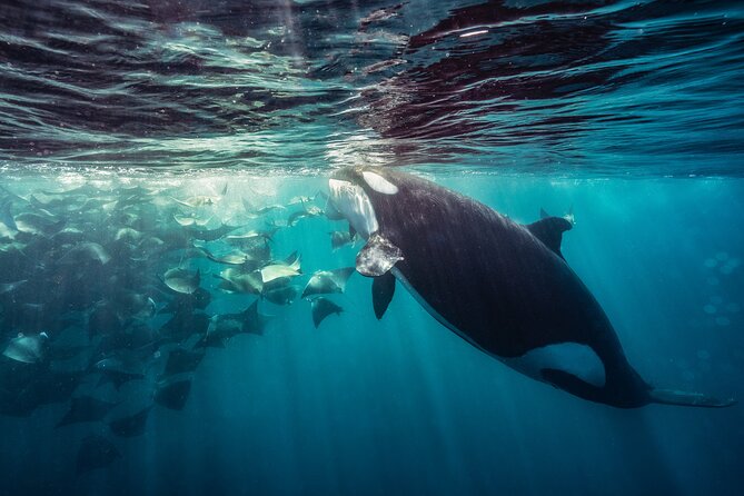 Ocean Safari: Sea Lions, Mobula Rays, Dolphins, Orcas & Whales - The rare chance to see killer whales