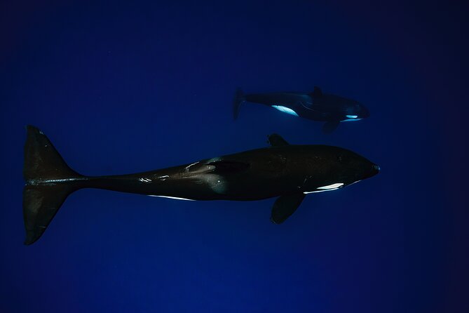 Ocean Safari: Sea Lions, Mobula Rays, Dolphins, Orcas & Whales - What five hours really feels like