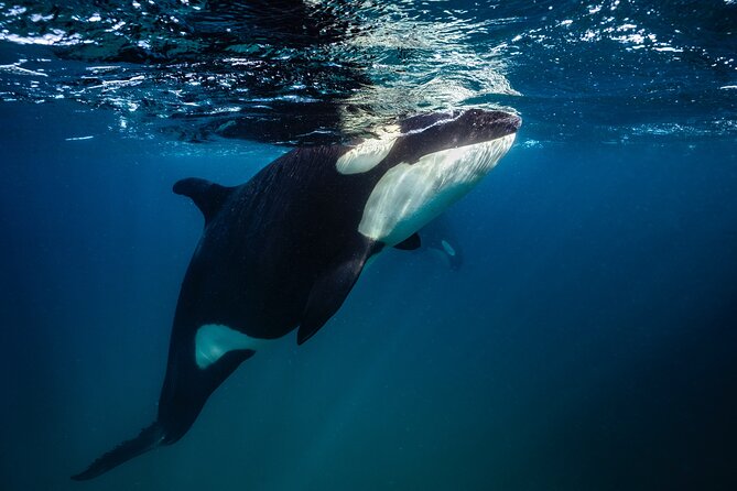 Ocean Safari: Sea Lions, Mobula Rays, Dolphins, Orcas & Whales - Is $179.22 a fair price?