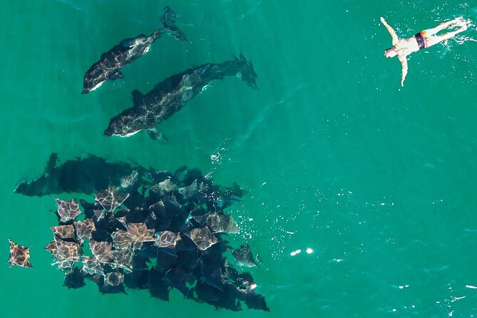 Ocean Safari: Sea Lions, Mobula Rays, Dolphins, Orcas & Whales - Who should book this ocean safari?