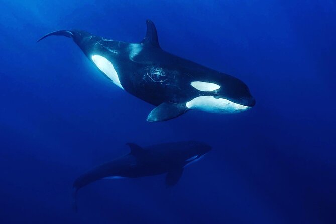 Ocean Safari: Sea Lions, Mobula Rays, Dolphins, Orcas & Whales - Dolphins, whales, and the thrill of a distant blow
