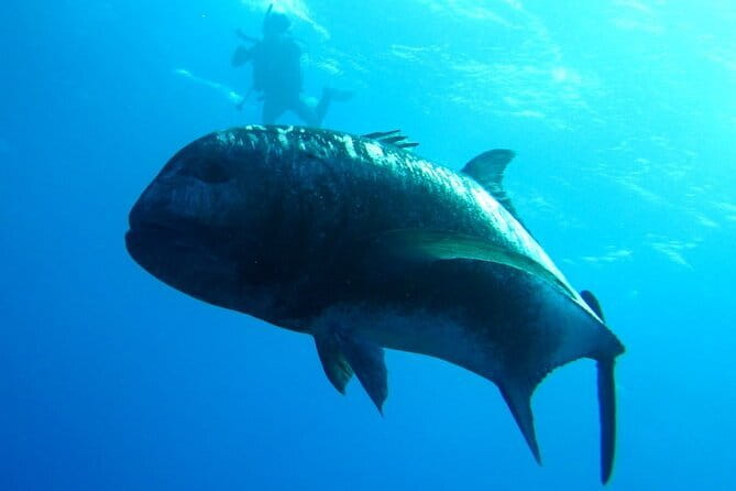 Okinawa:Kerama Islands experience Diving/Snorkeling/WhaleWatching - From Naha harbor to the Kerama blue