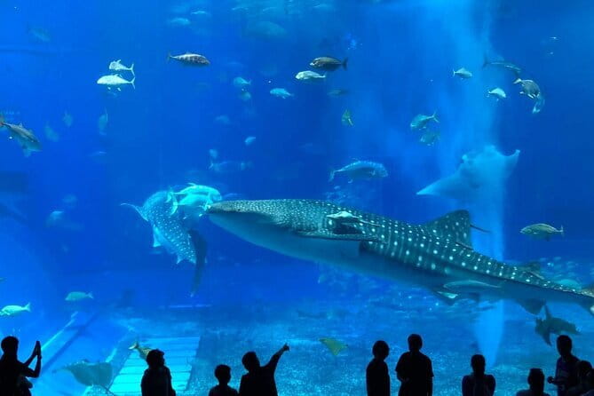 Okinawa:Kerama Islands experience Diving/Snorkeling/WhaleWatching - Whale watching from January 12 through March 31