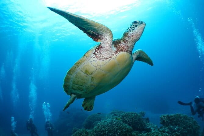 Okinawa:Kerama Islands experience Diving/Snorkeling/WhaleWatching - Three stages of preparation for beginners