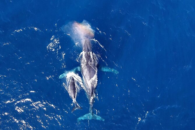 Okinawa Whale Watching From Naha - Key points to know before booking