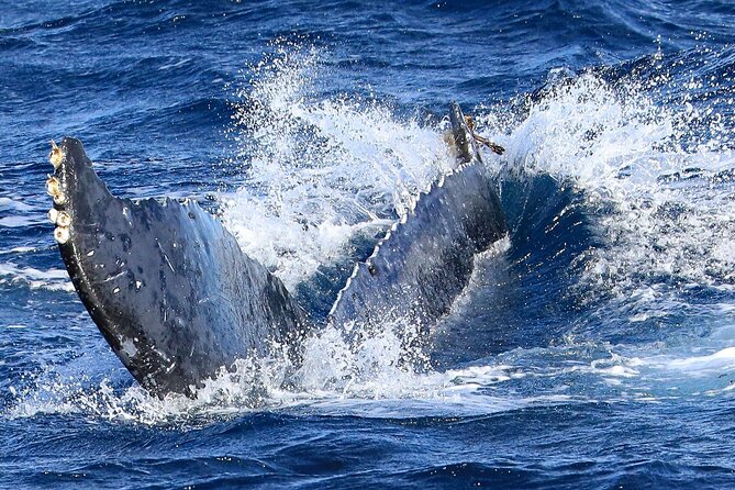 Okinawa Whale Watching From Naha - Why winter is the right time for Okinawa whale watching