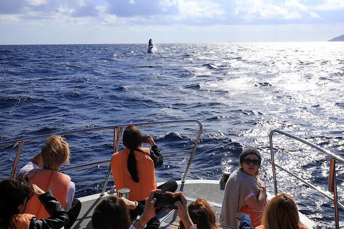 Okinawa Whale Watching From Naha - What the whale encounter can really look like