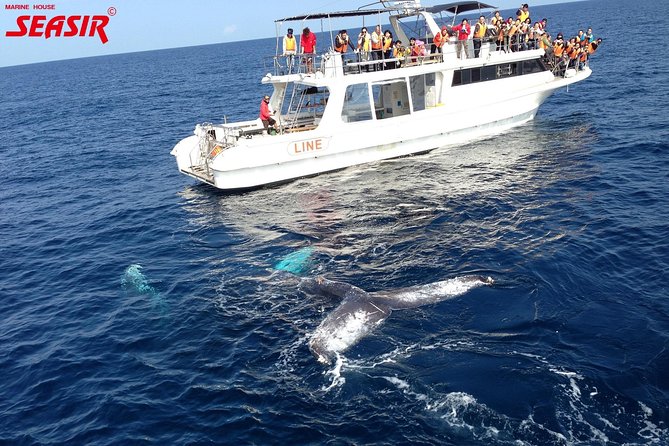Okinawa Whale Watching From Naha - Comfort, wind, and seasickness