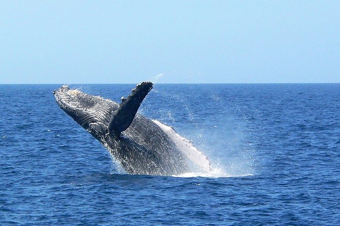 Okinawa Whale Watching From Naha - Who should book this cruise?