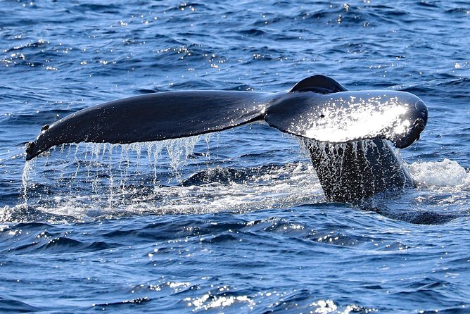 Okinawa Whale Watching From Naha - Practical ways to improve your day