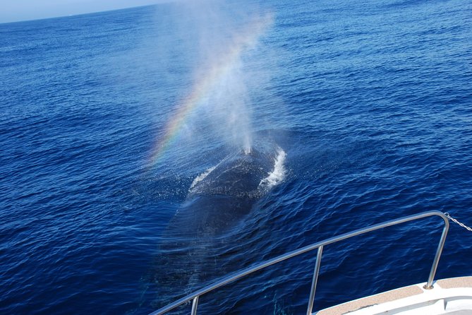 Okinawa Whale Watching From Naha - Should you book Okinawa Whale Watching from Naha?