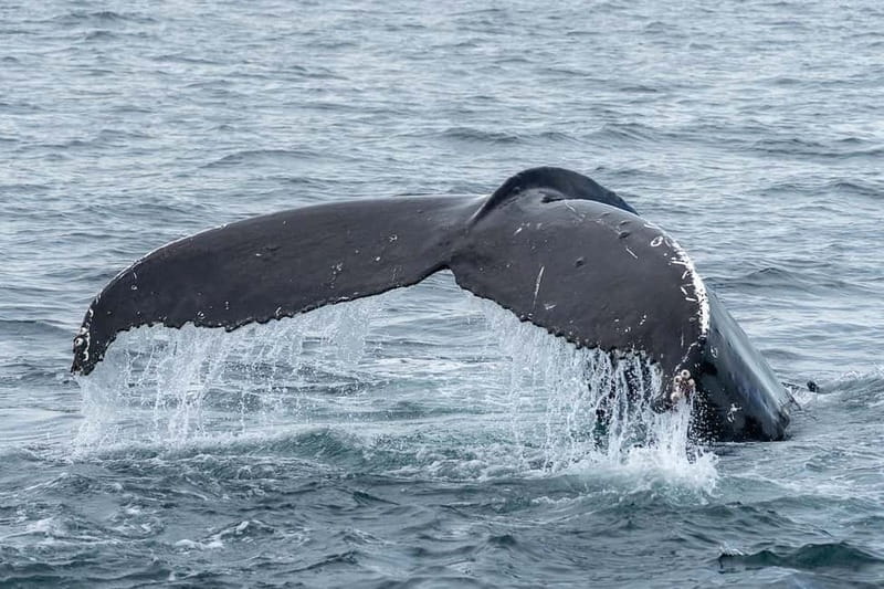 Ólafsvík: Whale Watching Tour - Key points to know before booking